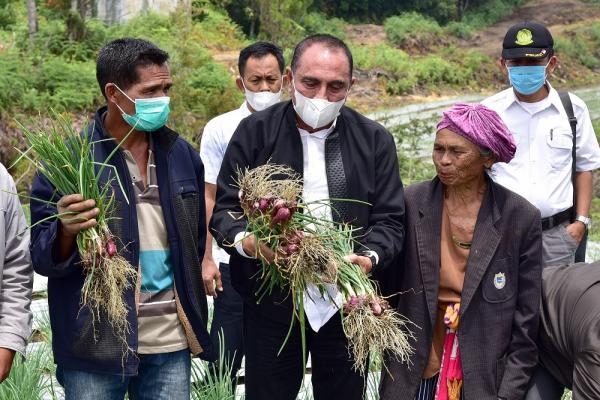 Panen Perdana, Gubernur Edy Rahmayadi Harapkan Food Estate Humbahas Sejahterakan Masyarakat